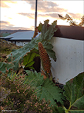 Gunnera tinctoria