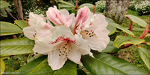 Rhododendron