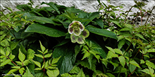 Hellebores orientalis