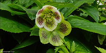 Hellebores orientalis