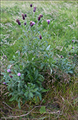 DK Forskelligbladet tidsel  UK Melancholy thistle / Cirsium heterophyllum