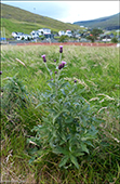 DK Forskelligbladet tidsel  UK Melancholy thistle / Cirsium heterophyllum