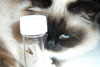 Hellig Birma kettan Grace / Hellig Birma katten Grace / The Sacred Birman cat Grace.