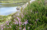 Toftavatn 20.08.2014
