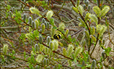 Salix phylicifolia, Runavík 24.05.2016