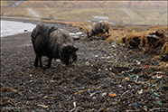 Kaldbaksbotnur 06.03.2020