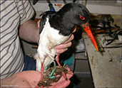 Tjaldur í  hafti / Oystercatcher wrapped in wool