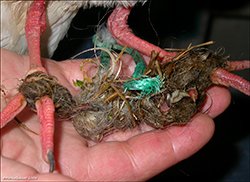 Oystercatcher wrapped in wool