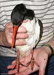 Nólsoy 2003