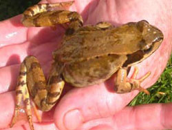 3. an adault frog.