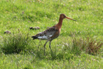 Reyðspógvi / Limosa limosa islandica ♀