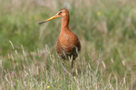 Reyðspógvi / Limosa limosa islandica ♀