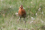 Reyðspógvi / Limosa limosa islandica ♀