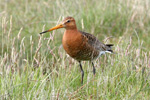 Reyðspógvi / Limosa limosa islandica ♀