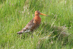 Reyðspógvi / Limosa limosa islandica ♀