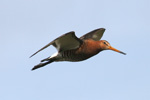 Reyðspógvi / Limosa limosa islandica ♀