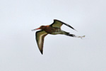 Reyðspógvi / Limosa limosa islandica ♂