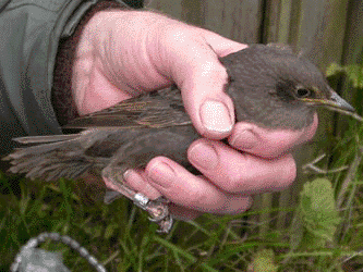 Stæreunge - Sturnus vulgaris faroenisis.