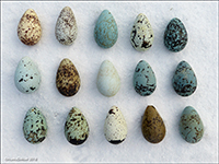 Guillemot eggs / Uria alge