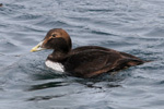 Ungur æðublikur / Juvenil male eider / Somateria mollissima faeroeensis ♂