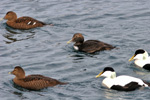 Ungur æðublikur / Juvenil male eider / Somateria mollissima faeroeensis ♂