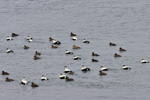 Eider / Somateria mollissima faeroeensis