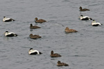 Eider / Somateria mollissima faeroeensis