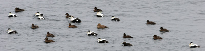 Eider / Somateria mollissima faeroeensis