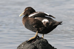 Æðublikur / Male eider / Somateria mollissima faeroeensis ♂