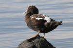 Æðublikur / Male eider / Somateria mollissima faeroeensis ♂