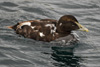 Æðublikur í summarbúna / Male eider in summer plumage / Somateria mollissima faeroeensis ♂