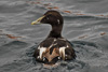 Æðublikur í summarbúna / Male eider in summer plumage / Somateria mollissima faeroeensis ♂