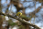 Blåmejse / Cyanistes caeruleus