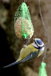 Blåmejse / Cyanistes caeruleus