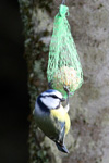 Blue Tit / Cyanistes caeruleus