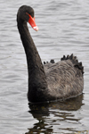 Black swan / Cygnus atratus