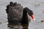 Black swan / Cygnus atratus