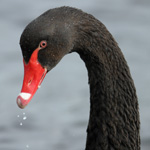 Black swan / Cygnus atratus