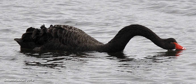 Black swan / Cygnus atratus