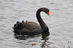 Black swan / Cygnus atratus