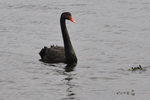 Black swan / Cygnus atratus