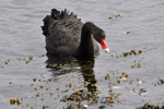 Black swan / Cygnus atratus