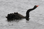 Black swan / Cygnus atratus