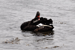 Black swan / Cygnus atratus