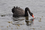 Black swan / Cygnus atratus