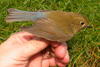 Red-Flanked Bluetail / Tarsiger cyanurus