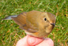 Red-Flanked Bluetail / Tarsiger cyanurus