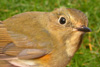 Red-Flanked Bluetail / Tarsiger cyanurus