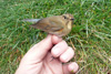 Red-Flanked Bluetail / Tarsiger cyanurus