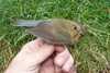 Red-Flanked Bluetail / Tarsiger cyanurus